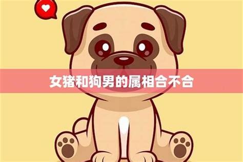 豬狗不合|属狗和属猪相配吗，狗和猪合不合